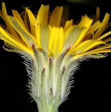 Image result for Hypochaeris