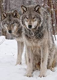 Timber Wolves In Winter Greeting Card By Michael Cummings Timber Wolf Wolf Dog Animals Wild