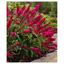 Royal Red Buddleia National Plant Network Hydrangea Care Butterfly Bush Plants