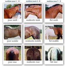 how healthy is your horse ecoequine