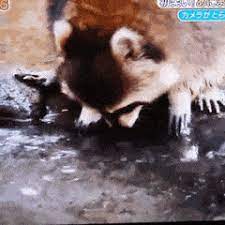 After the clip was reposted on twitter in july of 2019. Top 30 Raccoon Cotton Candy Gifs Find The Best Gif On Gfycat