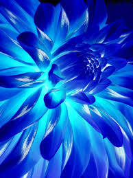 Neon Blue Flower Neon Flowers Blue Flowers Im Blue