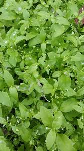 Image result for Pentodon