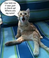 Funny spay and neuter slogans. 21 Cats Dogs Talk About Spay Neuter Ideas Funny Animals Cats Neuter
