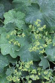 Image result for Alchemilla kiwuensis