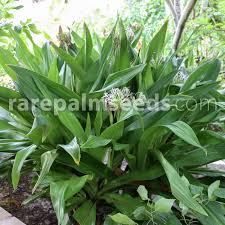 Image result for Crinum aurantiacum