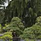 Third Annual Maple Leaf Bonsai Show event image
