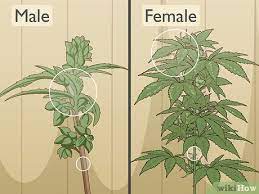 These sacs mature and spread pollen. How To Identify Female And Male Marijuana Plants 9 Steps