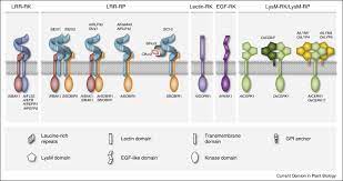 Transport proteins, such as globular proteins, transport molecules across cell membranes through facilitated diffusion. Immune Receptor Complexes At The Plant Cell Surface Sciencedirect