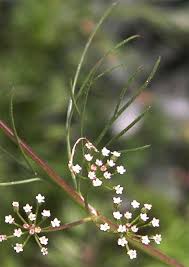 Image result for Apium leptophyllum