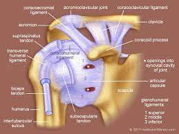 Maybe you would like to learn more about one of these? Shoulder Anatomy Ligaments Anatomy Drawing Diagram