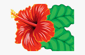 Transparent Hibiscus Clipart Hibiscus Flower Images Clipart Hd Png Download Transparent Png Image Pngitem Featuring over 42,000,000 stock photos. hibiscus flower images clipart hd png