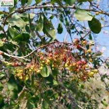Image result for Gymnosporia senegalensis