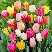 Tulip Landscape Mix 100 Bulbs Walmart Com In 2021 When To Plant Tulips Bulb Flowers Tulips Flowers