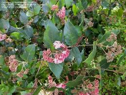 Image result for Rogiera amoena