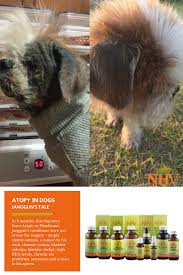 Atopy Is A Syndrome That Causes The Pet To Be Hyperallergic Atopic Dermatitis A Common And Chronic Form Of Atopy Is The Sec Cat Diseases Pregnant Dog Dogs