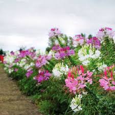 Image result for Cleome