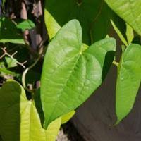 Image result for Dioscorea cayenensis