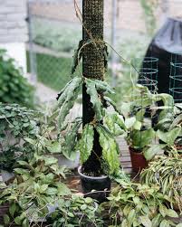 Image result for Polystachya undulata