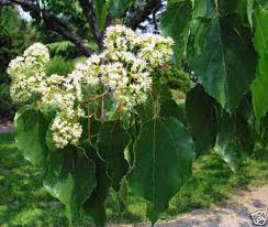 Image result for Hovenia dulcis