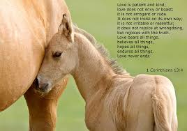 See more ideas about words, me quotes, love quotes. Love Is Gentle Love Is Kind Horse And Colt Photograph By Mark Duffy