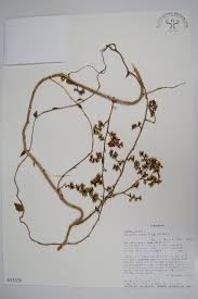 Image result for Basella paniculata