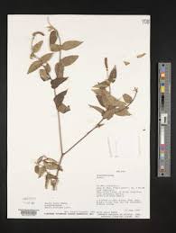 Image result for Bivinia jalbertii