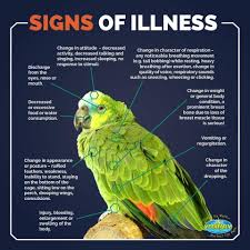Chickens love eating cilantro and would never get bored of it. Avian Awareness Thank You To Vetafarm For Producing This Image