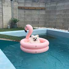 pin on puppies