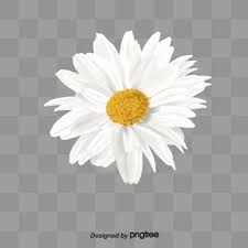 Daisies Daisy Clipart Product Kind Daisy Png Transparent Clipart Image And Psd File For Free Download Daisy Flower Drawing Flower Aesthetic Flower Printable