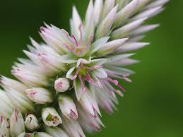 Image result for Celosia argentea