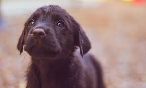 The next benefit is pain relief. How Cbd Oil Provides Pets With More Than Just Relief Dogperday Cute Puppy Pictures Dog Photos Cute Videos Holistic Pet Care