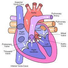 10 Facts About The Human Heart The Fact Site Human Heart Diagram Heart Diagram Anatomy And Physiology
