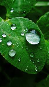 For Iphone App Search For Socihoro On App Store Leaves Grass Dew Test1 Macro Wallpaper Lockscreen Mobile Leaves Grass Wallpaper Backgrounds Desktop