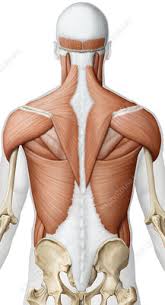 The back consists of the spine, spinal cord, muscles, ligaments, and nerves. Illustration Of The Upper Back Muscles Search Science Photo Library