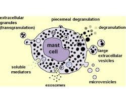 Image result for Mast Cell