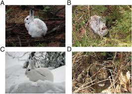 The cottontail rabbit, northern hare, and marsh rabbit. Camouflage Mismatch In Seasonal Coat Color Due To Decreased Snow Duration Pnas