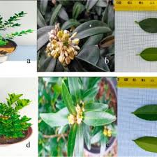 Image result for Buxus acutata