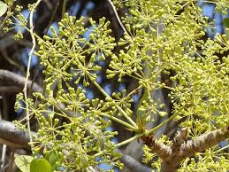 Image result for Steganotaenia