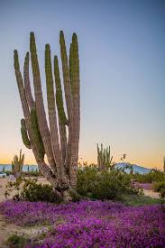 Check in — / — / —. Disfruta Mexicali On Twitter Mexicali Unique Plants Cactus Garden
