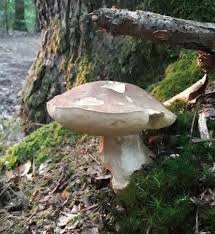 Angefressene pilze sollten zudem nicht zerstört werden, denn sie können noch sporen absondern. Vorsicht Beim Pilze Sammeln N Land