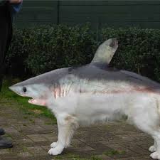 Shark vs lion is a project from new zealand musical adam crawford. Sharks With Legs Vs Lions Squirrels And Worst Movies Of All Time By Down The Hatch Drunk Podcast
