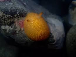 Image result for Kotschya ochreata