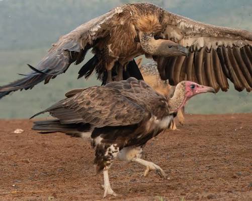 Did you know, the first Saturday in September is International Vulture  Awareness Day? ☀️ September 5th is a very important day! Vultures play an  incredibly important role in a healthy ecosystem and