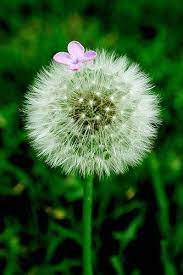 Dandelion Dandelion Flowers Beautiful Flowers