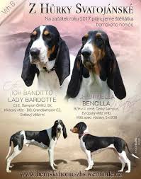 Image result for bernský honič