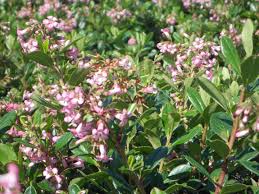 Image result for Escallonia