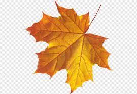 Never tired to ask it. Sugar Maple Maple Leaf Graphy Maple Leaf Maple Leaf Plant Png Pngwing