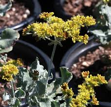 Image result for Eriosema ellipticum