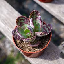 Image result for Kalanchoe humilis